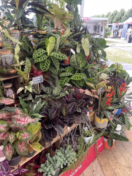 RHS plant shop at Hampton Court Flower show