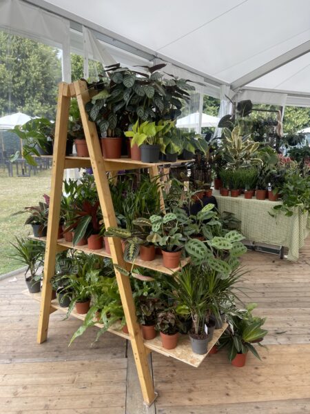 RHS plant shop at Hampton Court Flower show