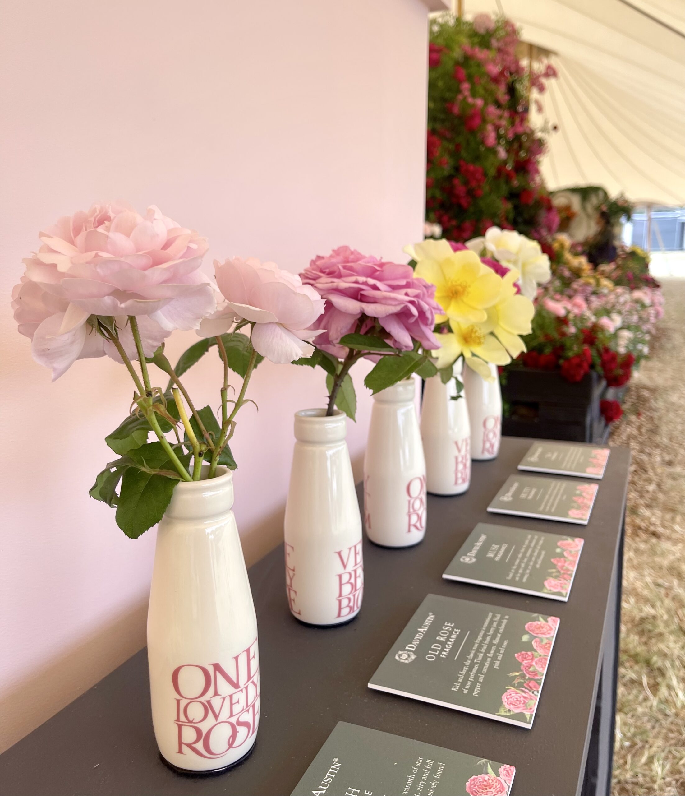 RHS - Roses Marquee featuring David Austin Roses with Emma Bridgewater