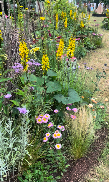 Flowers at RHS Hampton Court Garden Festival 