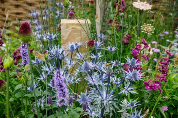 The Making Sense Garden. Designed by Flora Scouarnec and Victoria Pease-Cox. Sponsored by Scouarnec and Pease-Cox Garden Design. Get Started Garden. RHS Hampton Court Palace Garden Festival 2024. Site no. 645