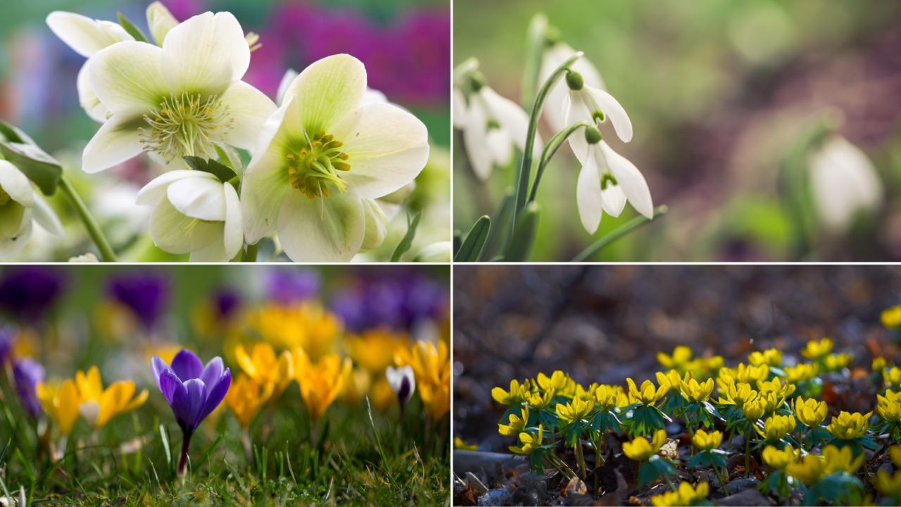 Early Spring flowers 